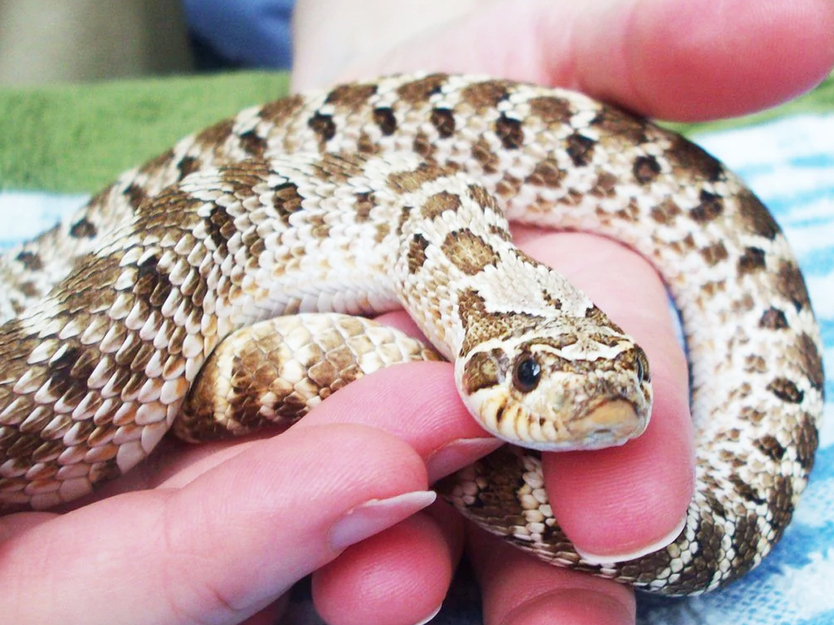 4._20Western-Hognose-Snake_1.jpg 9