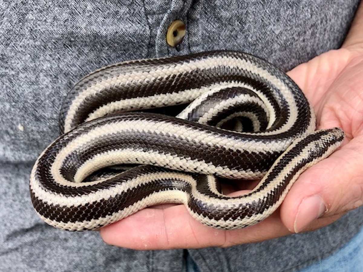 5._20Rosy-Boa-1.jpg 11