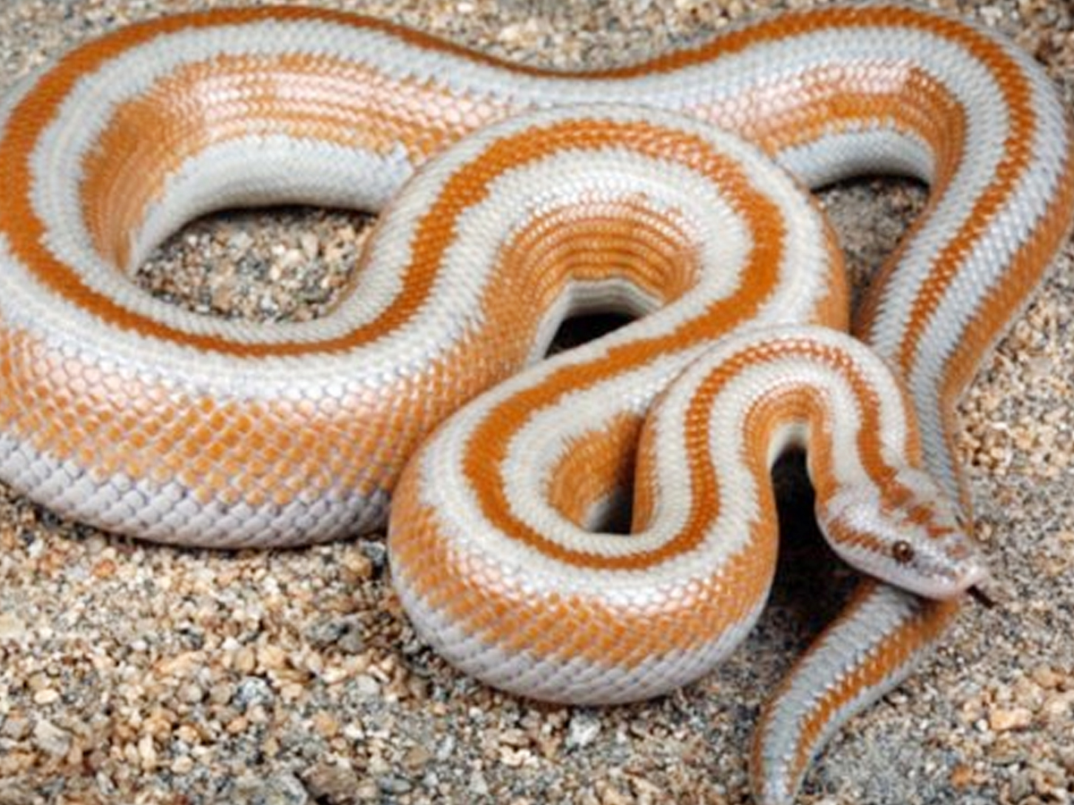 5._20Rosy-Boa.jpg 10