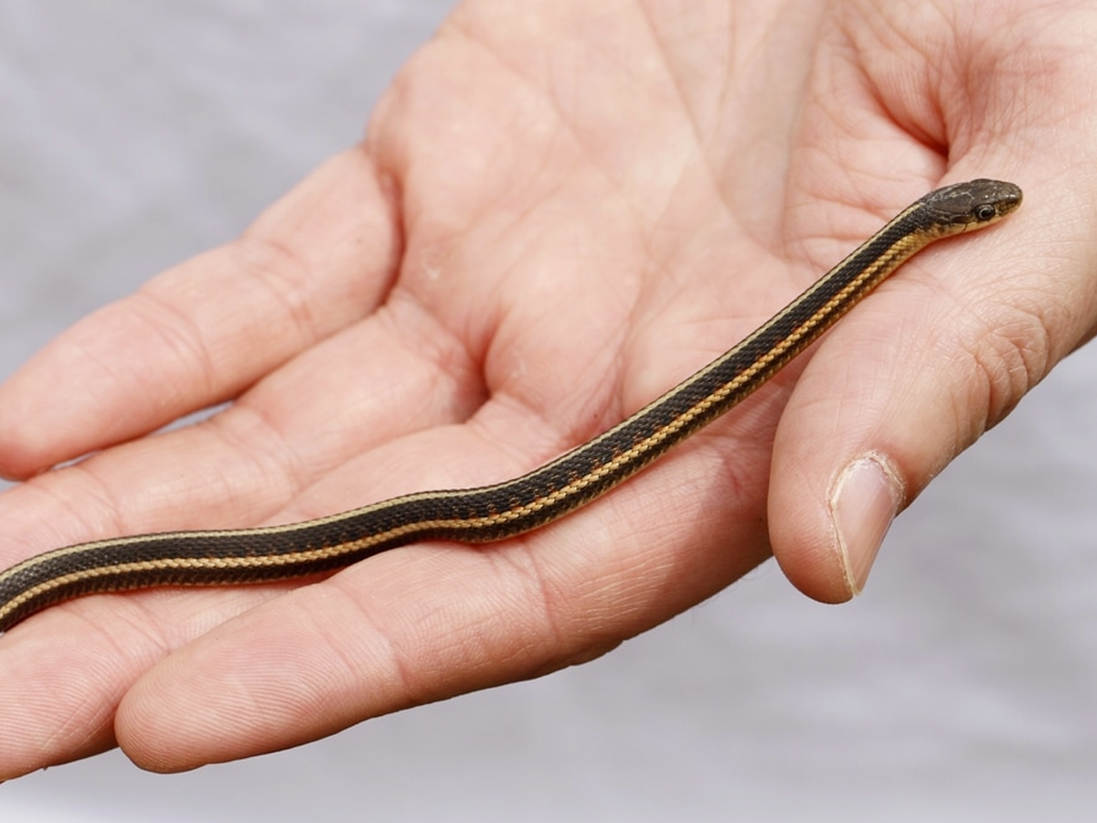 6._20Garter-Snake-1.jpg 13