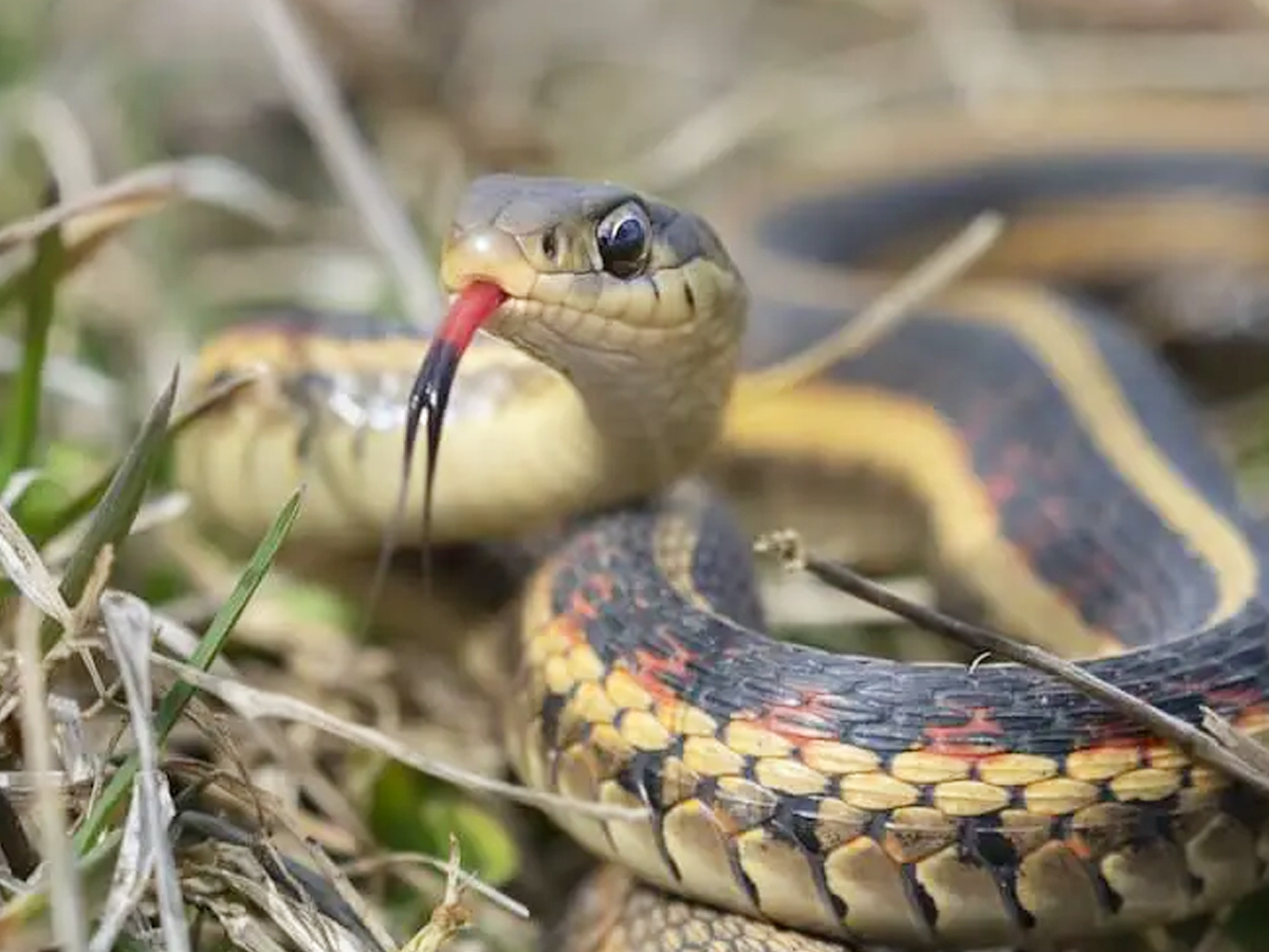6._20Garter-Snake.jpg 12