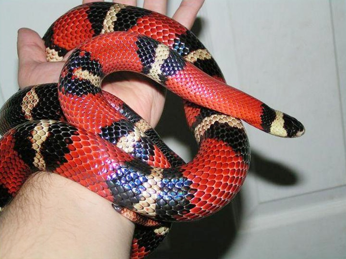 7._20Milk-Snake-1.jpg 15