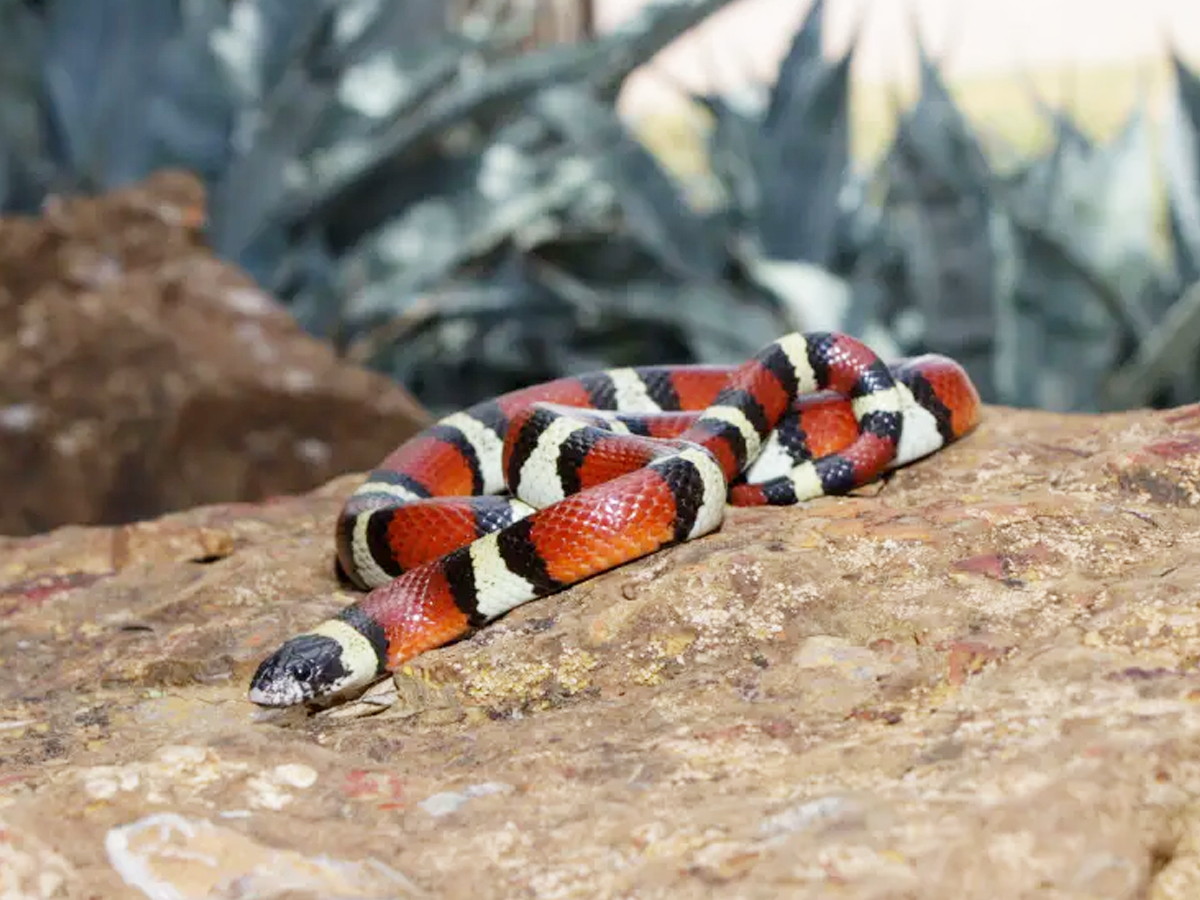 7._20Milk-Snake.jpg 14