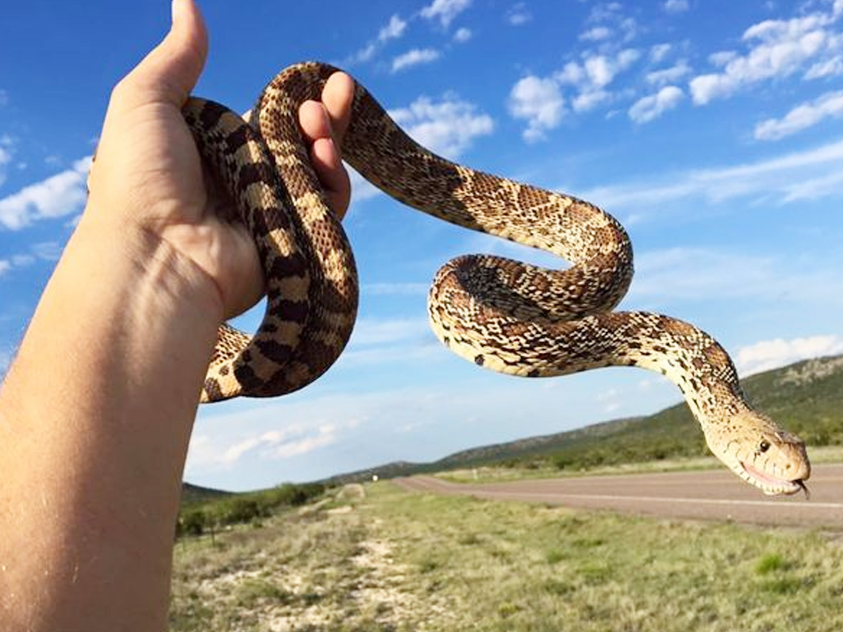 8._20Gopher-Snake-1.jpg 17