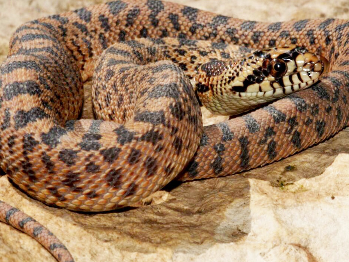 8._20Gopher-Snake.jpg 16