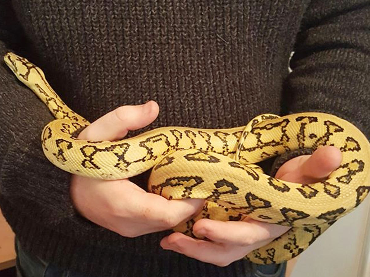 9._20Carpet-Python-1.jpg 19