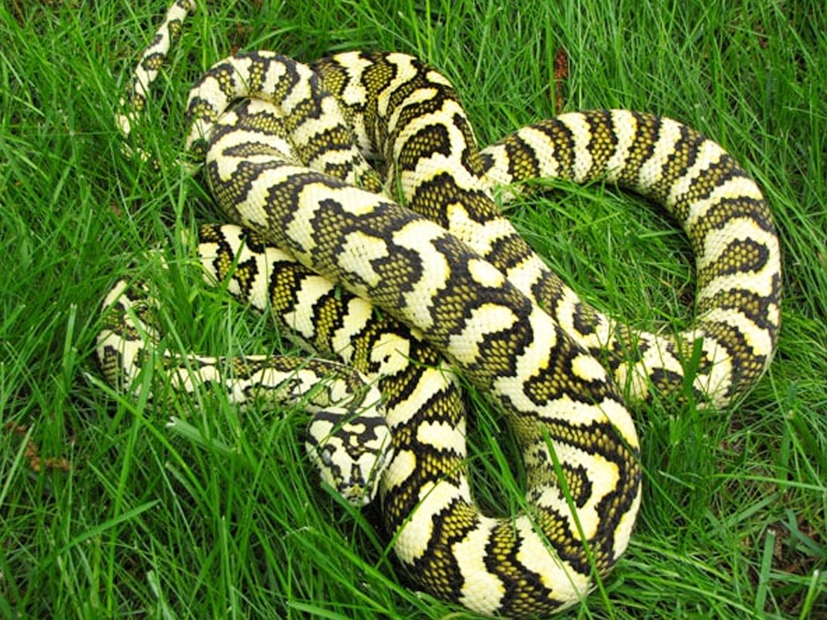 9._20Carpet-Python.jpg 18