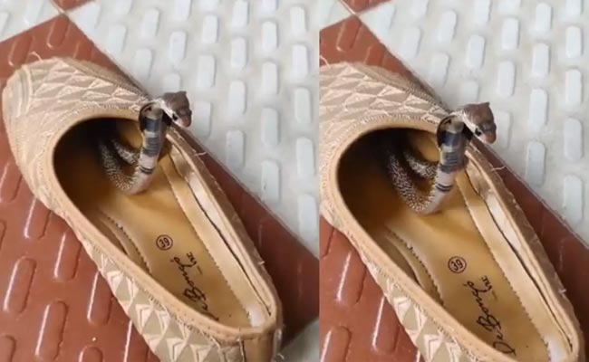 Snake-In-shoe.jpg