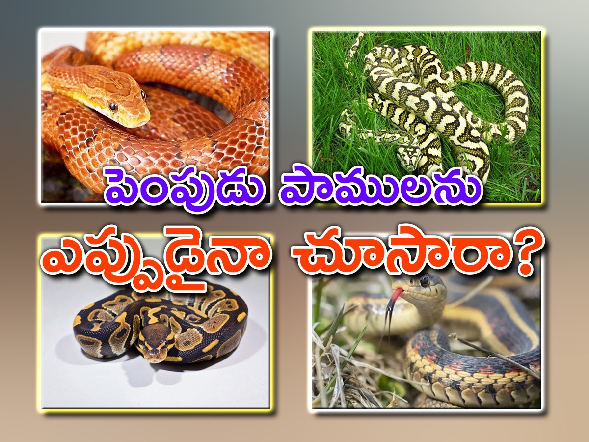 friendly-snakes.jpg 1