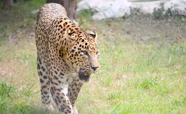 leopard.jpg