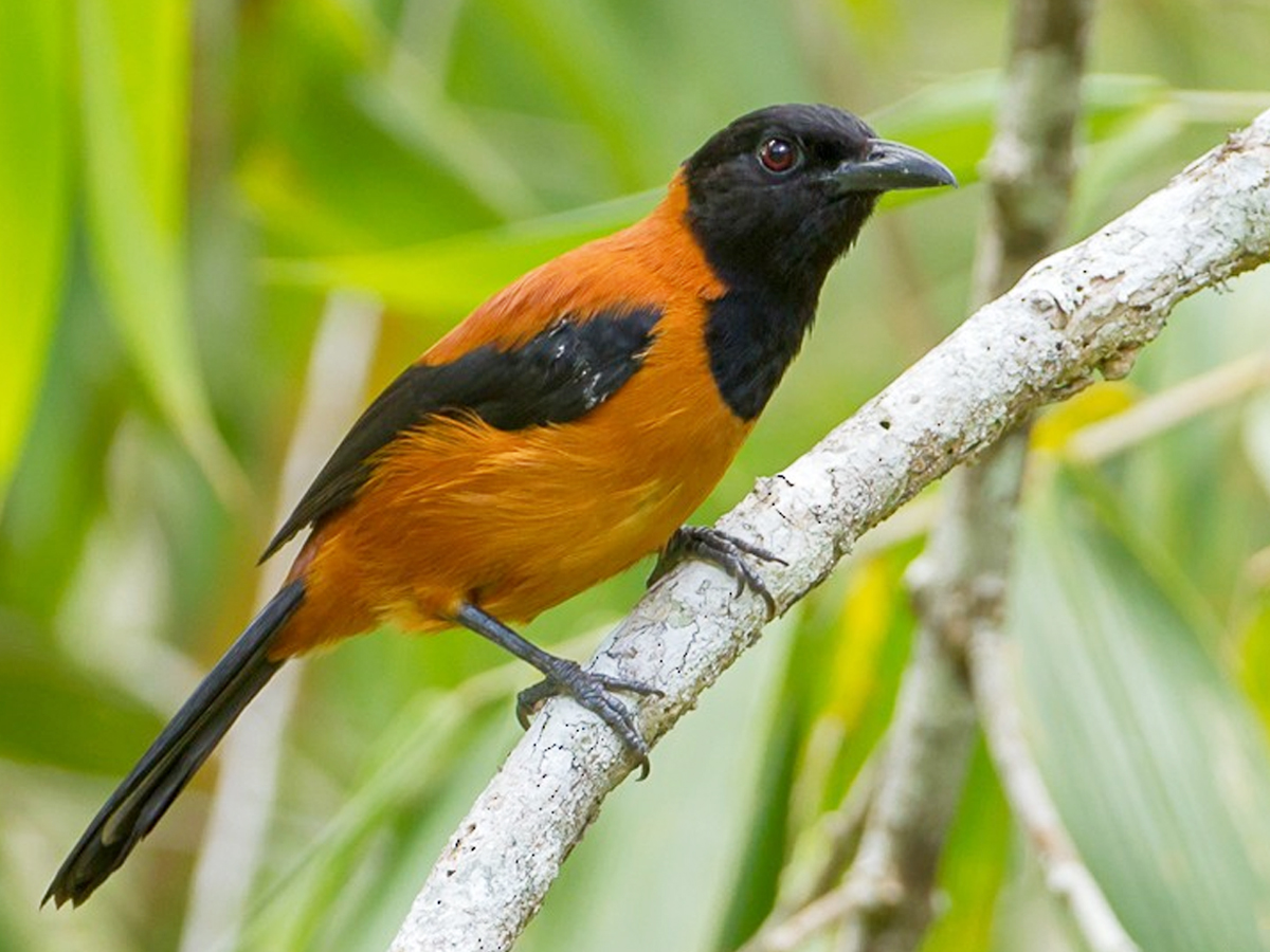 1._20Hooded_Pitohui.jpg 2
