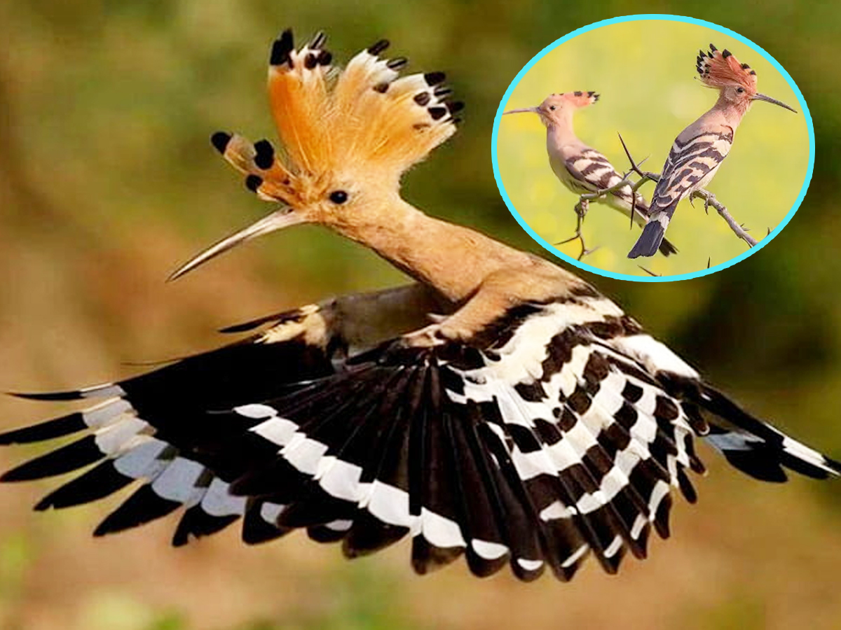 10._20Eurasian-Hoopoe.jpg 11