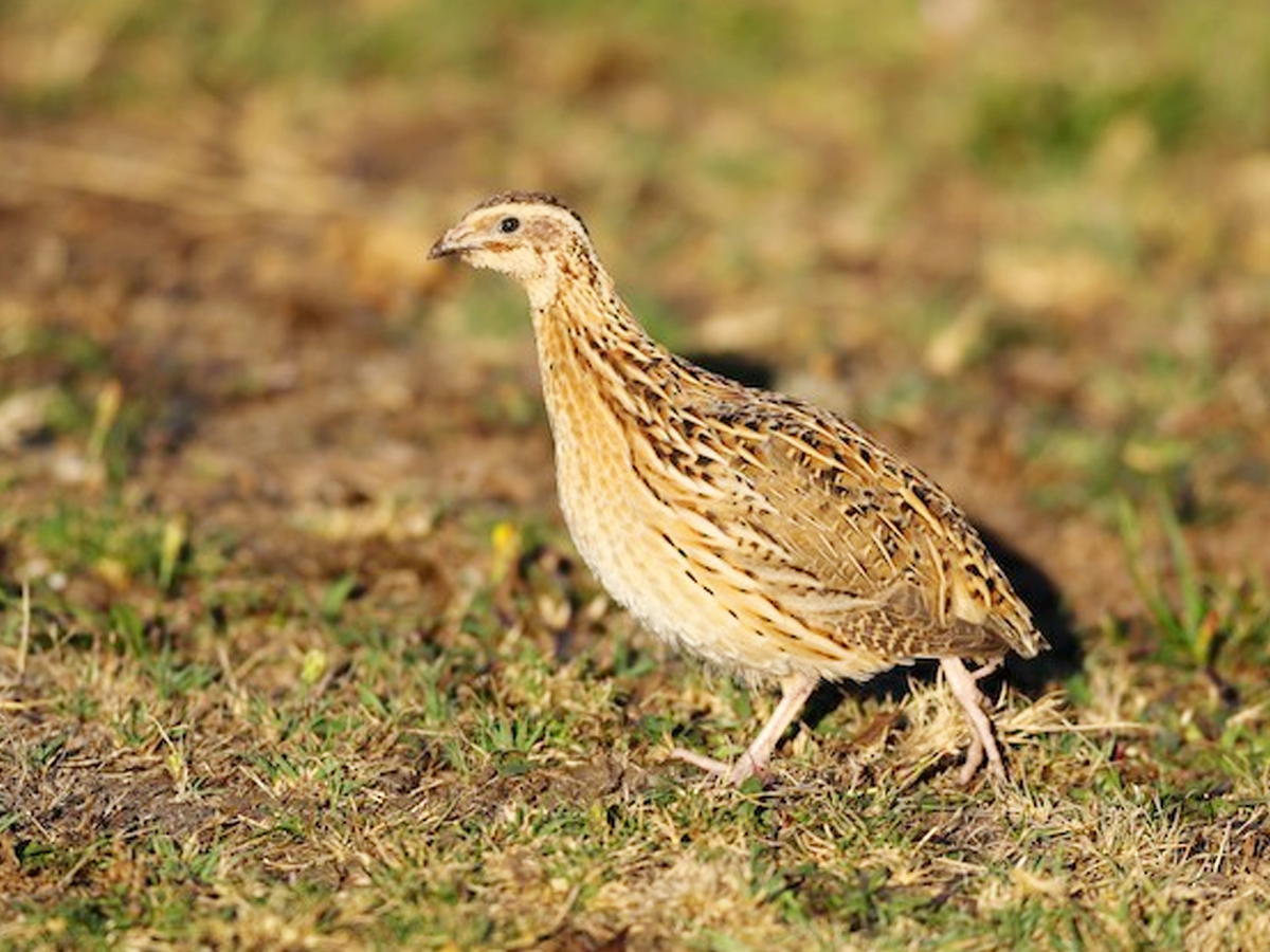 2._20European-Quail.jpg 3