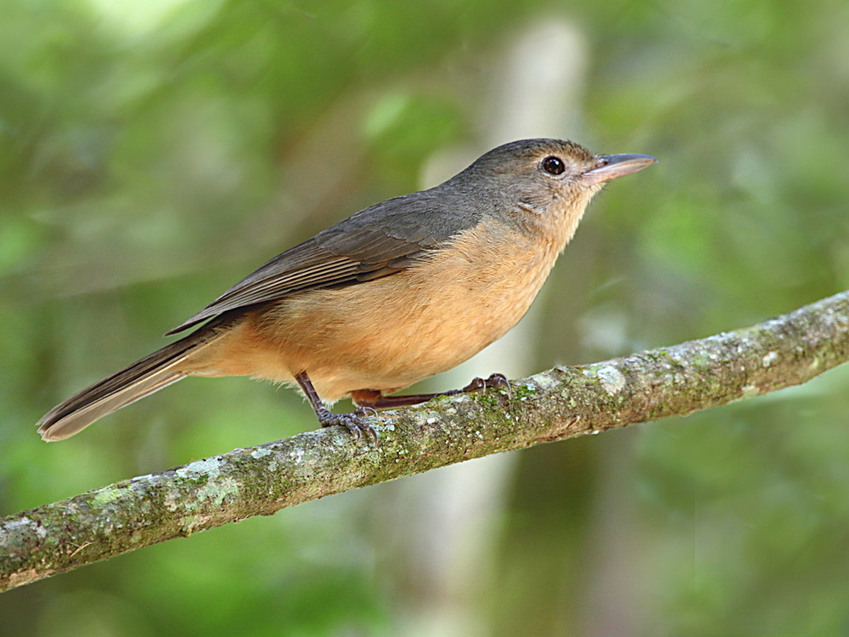 3._20Little_Shrikethrush.jpg 4