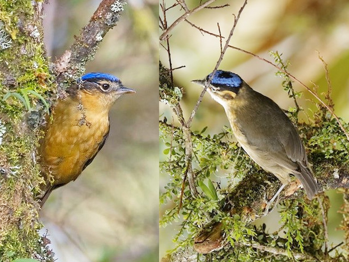 4._20Blue_capped-Ifrita.jpg 5