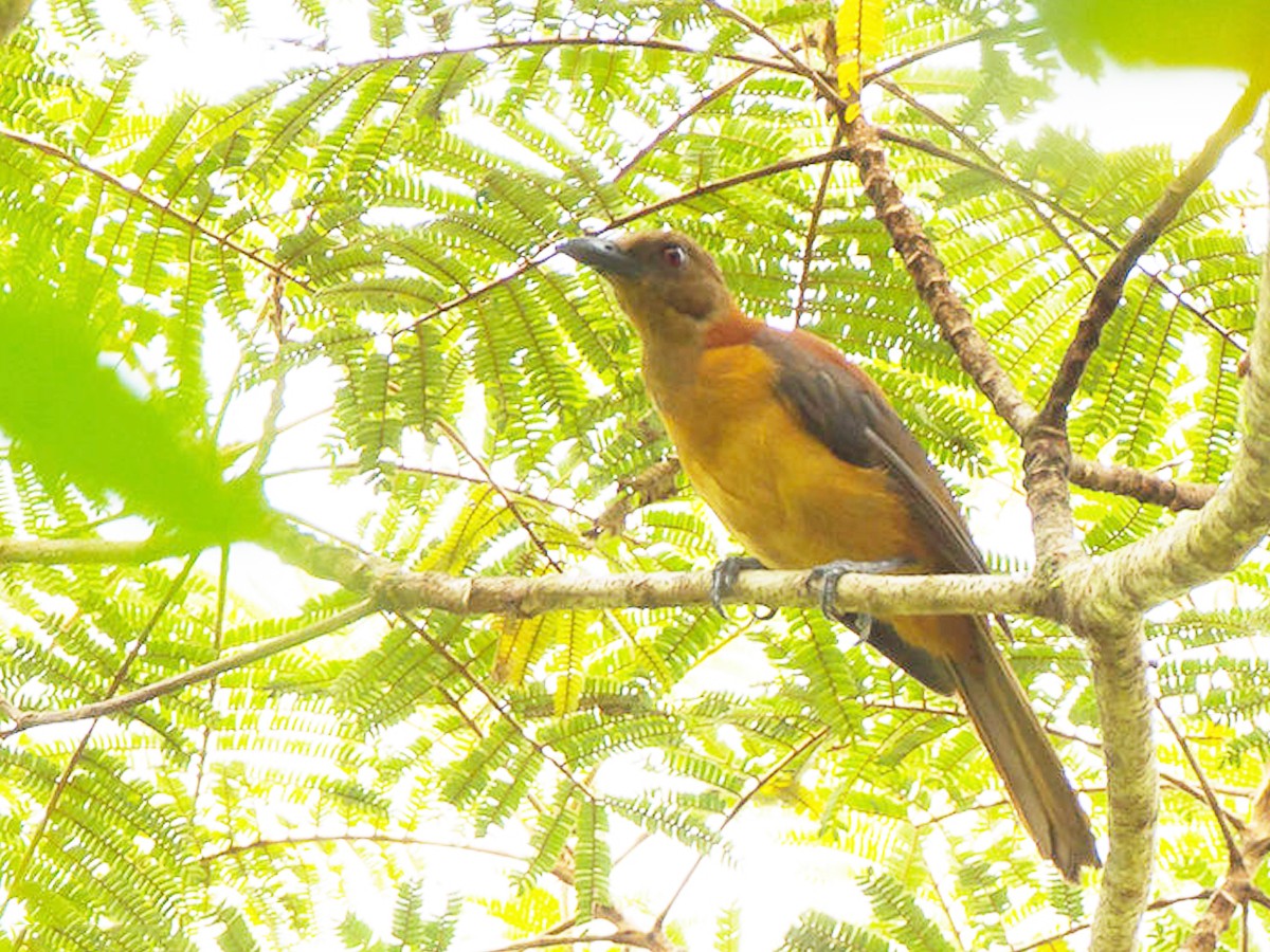 5._20Northern-Variable-Pitohui.jpg 6