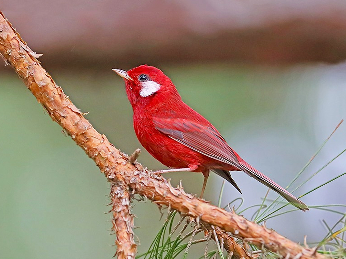 6._20Red-Warbler.jpg 7