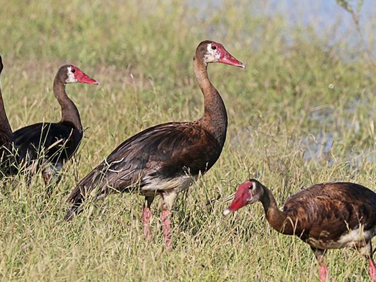 7._20Spur-winged-Goose.jpg 8