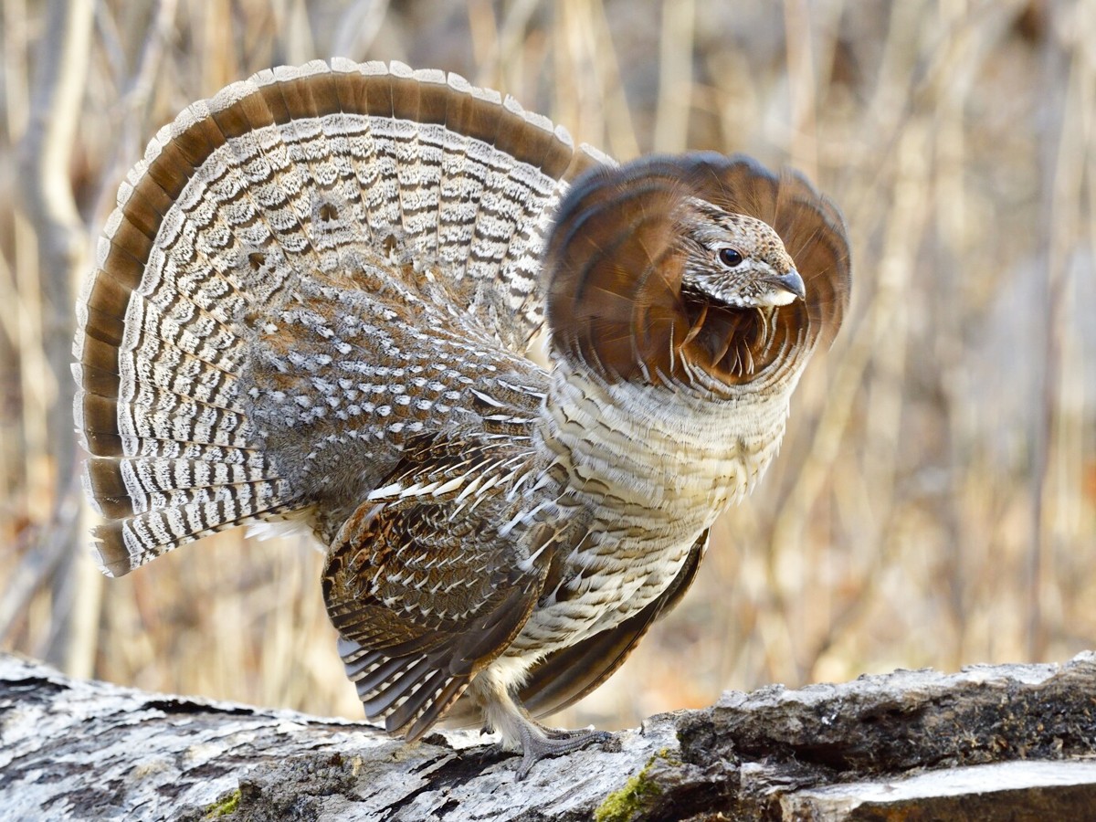 8._20Ruffed-Grouse.jpg 9