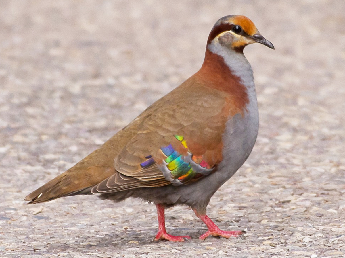 9._20Brush-Bronzewing-Pigeon.jpg 10