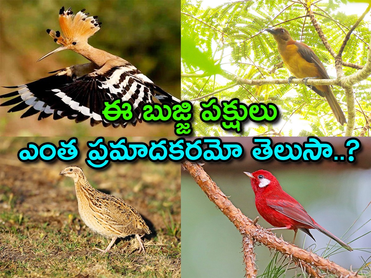 birds-main-image.jpg 1