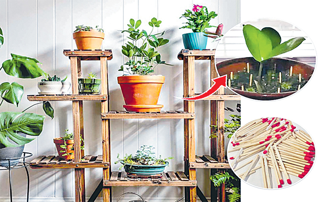 plants.jpg