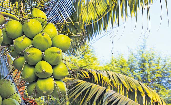 coconut.jpg