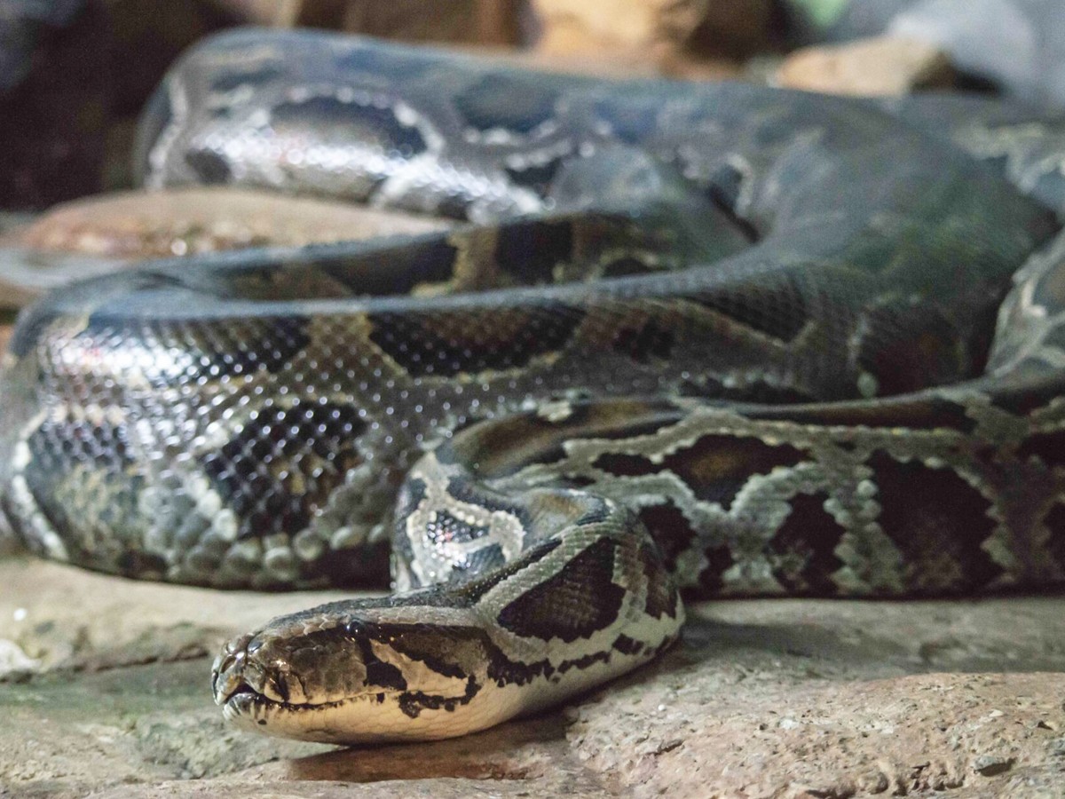 1._20Python.jpg 2
