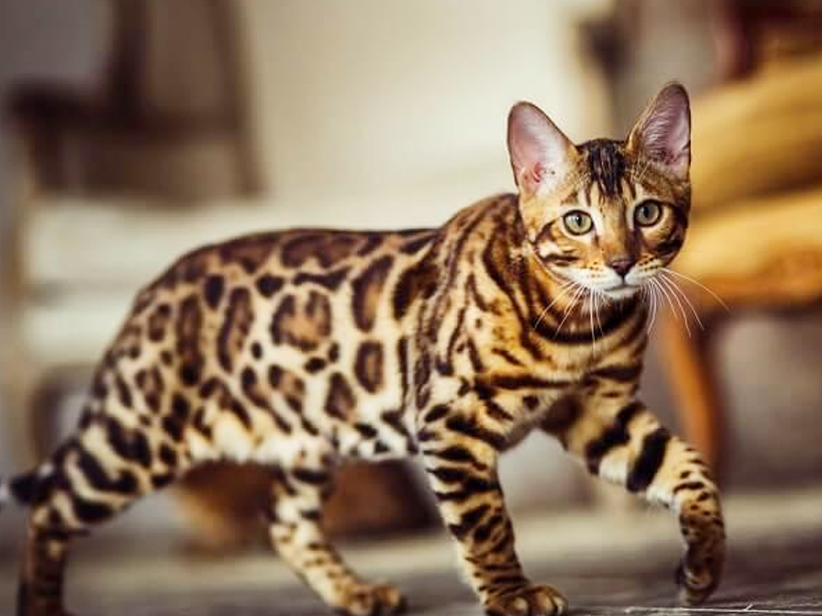 10._20Bengal_20Cat.jpg 11