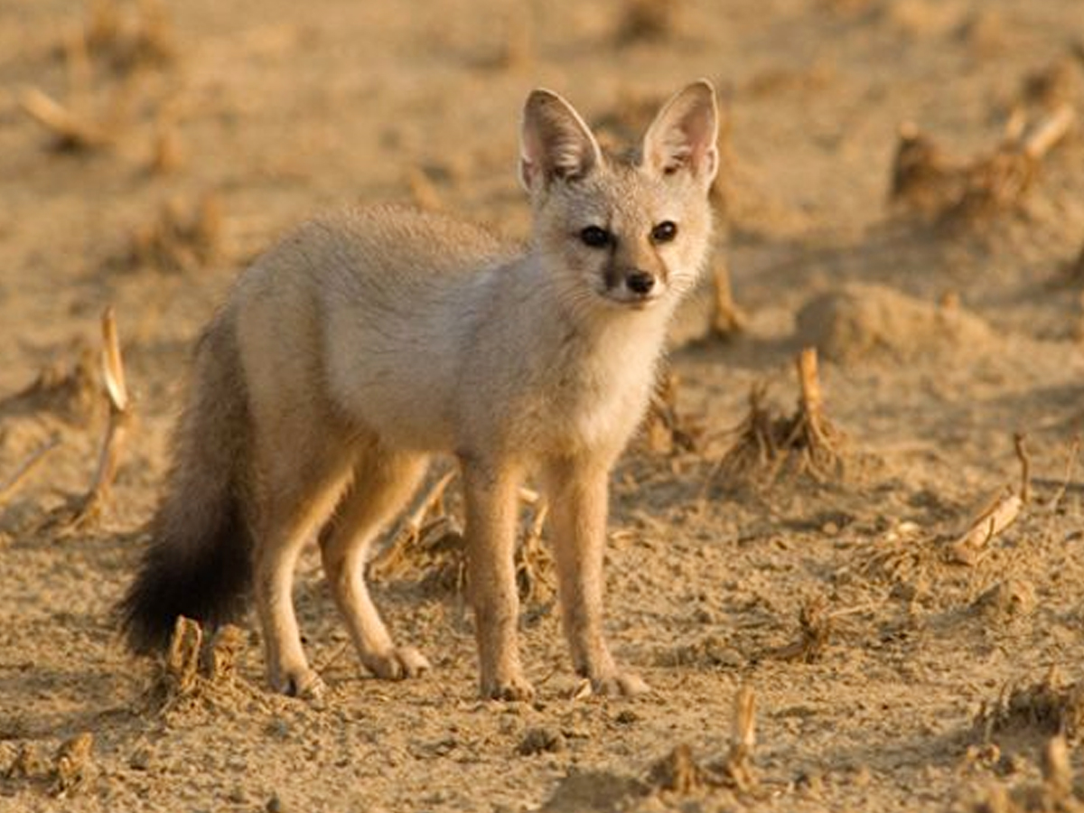 11._20Indian_20Fox_20or_20Bengal_20Fox..jpg 12