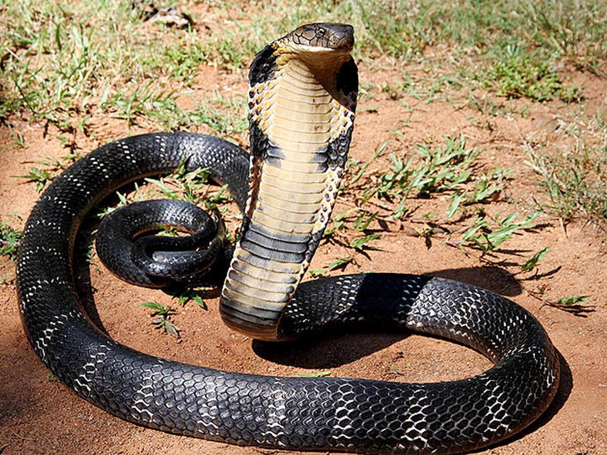 2._20King_20Cobra.jpg 3