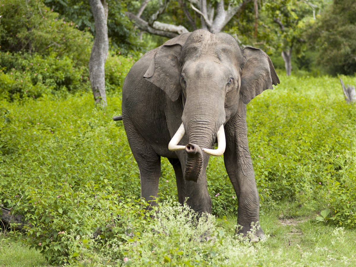 3._20Indian_20Elephant.jpg 4