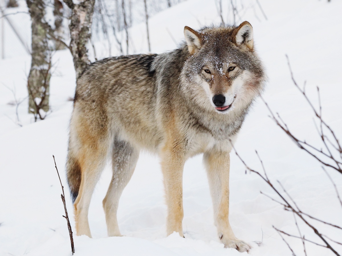 5._20Indian_20Wolf.jpg 6