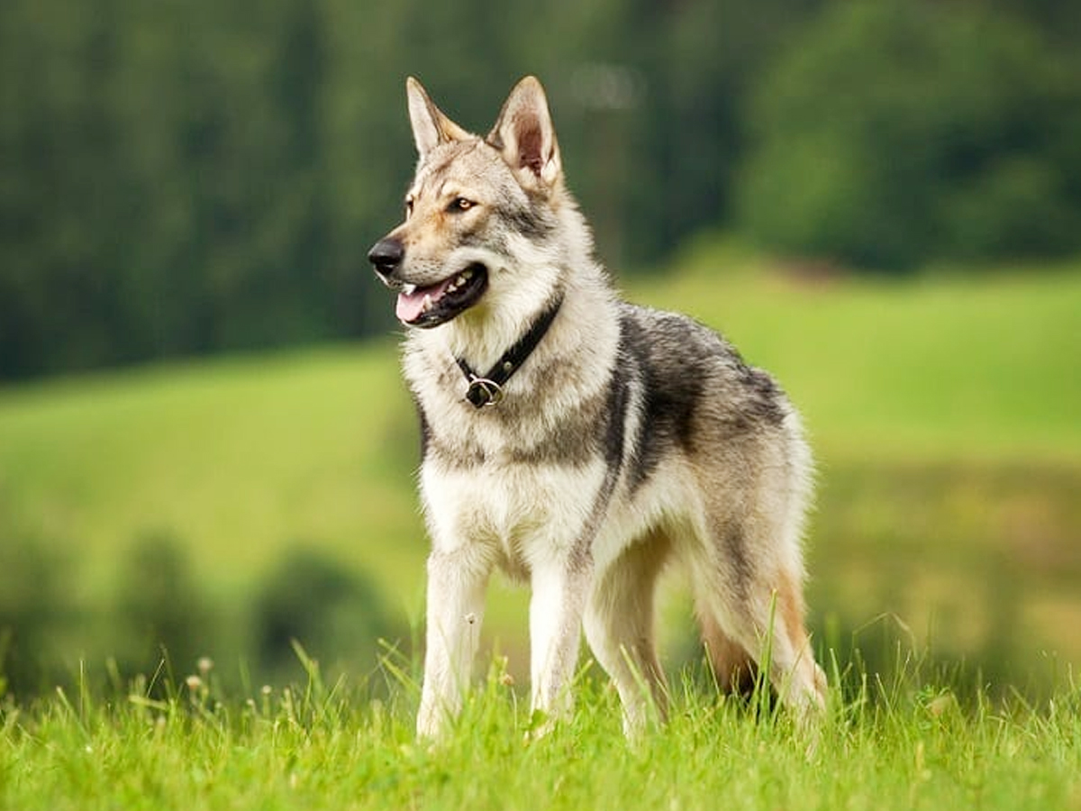 7._20Wolf_20Hybrid.jpg 8