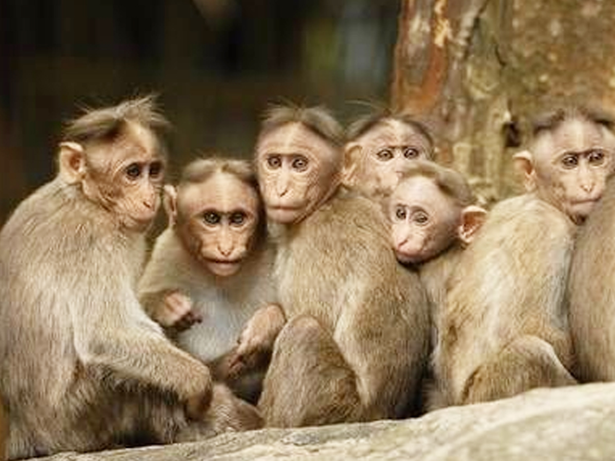 8._20Indian_20Monkey.jpg 9