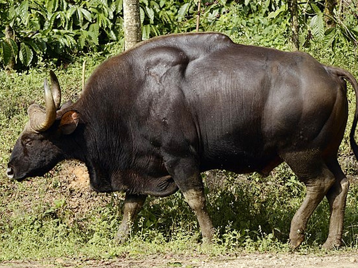 9._20Indian_20Bull.jpg 10