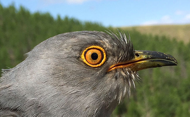 birds.jpg