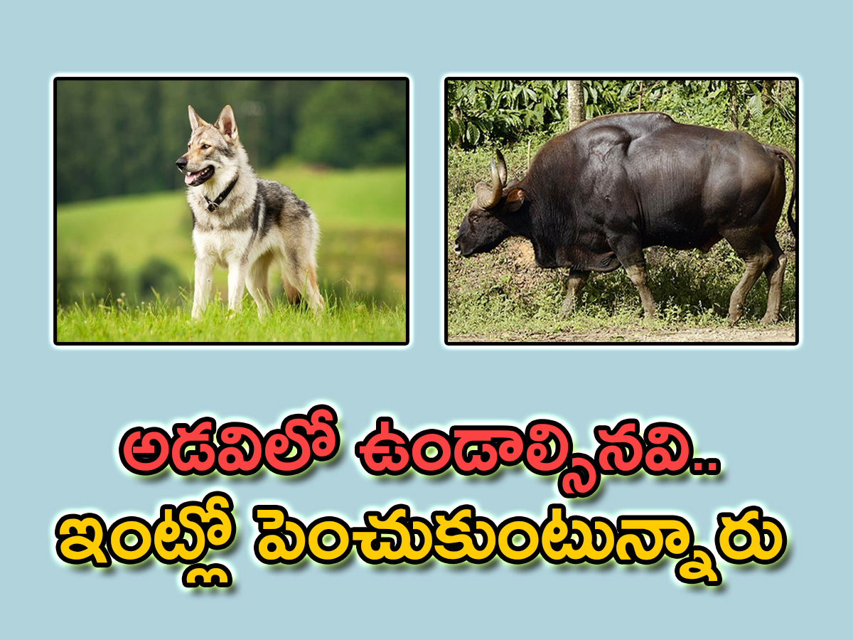 wild-animals.jpg 1