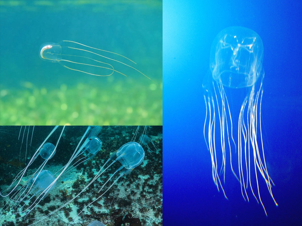 1._20Box_20jellyfish-under-sea.jpg 3