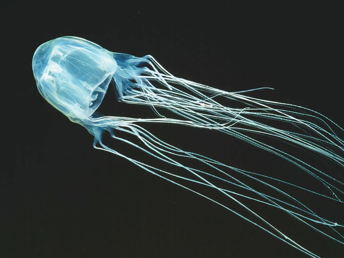1._20Box_20jellyfish.jpg 2