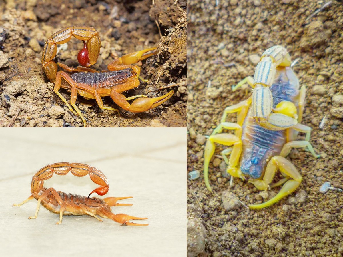 10._20Indian_20red_20scorpion-1.jpg 21