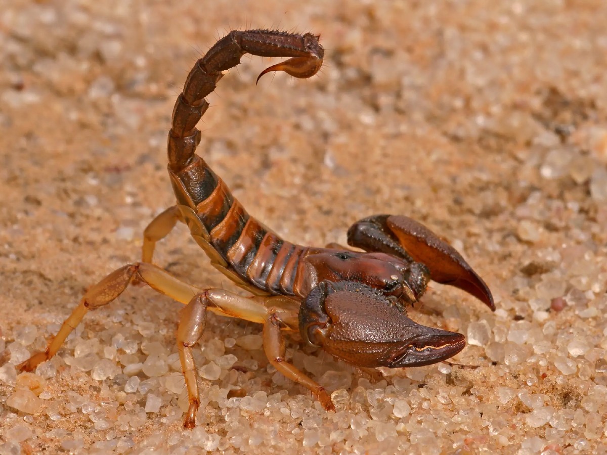 10._20Indian_20red_20scorpion.jpg 20