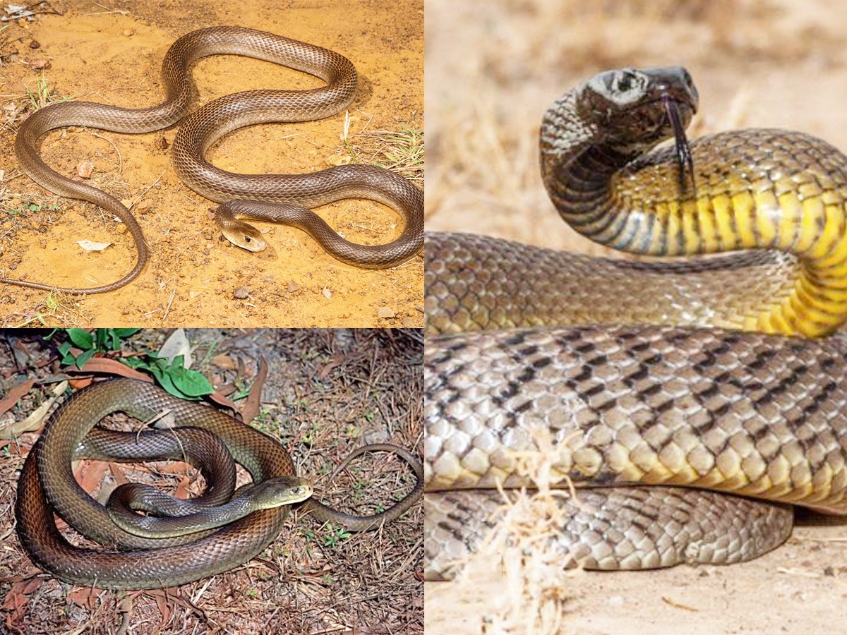 2._20Inland-taipan-snake-1.jpg 5