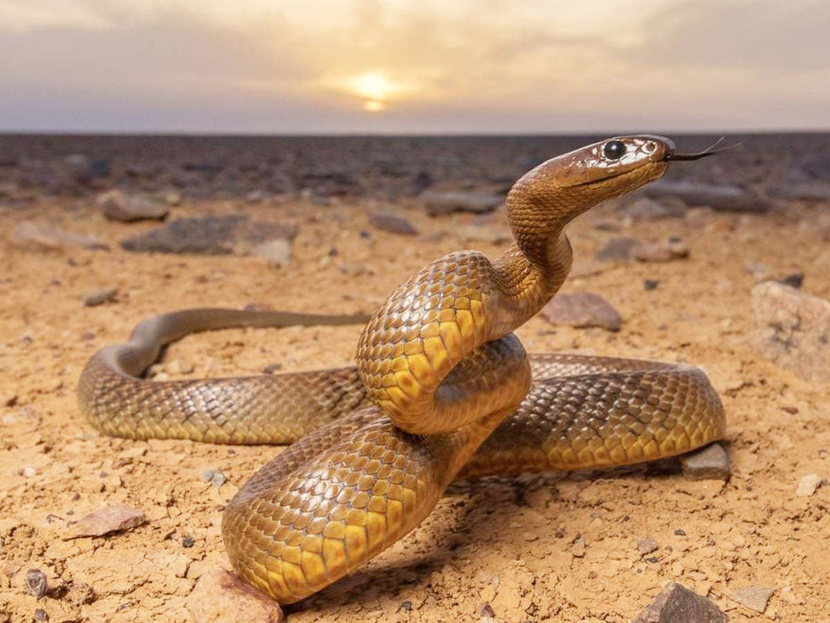 2._20Inland_20taipan_20snake.jpg 4