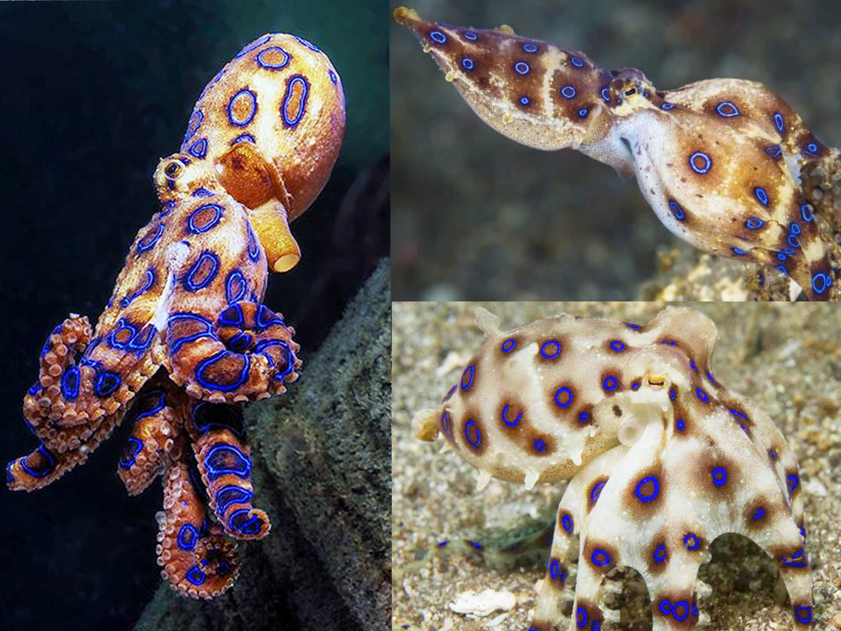 3._20Blue-ringed-octopus-1.jpg 7