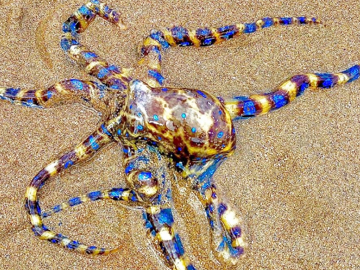 3._20Blue-ringed_20octopus.jpg 6