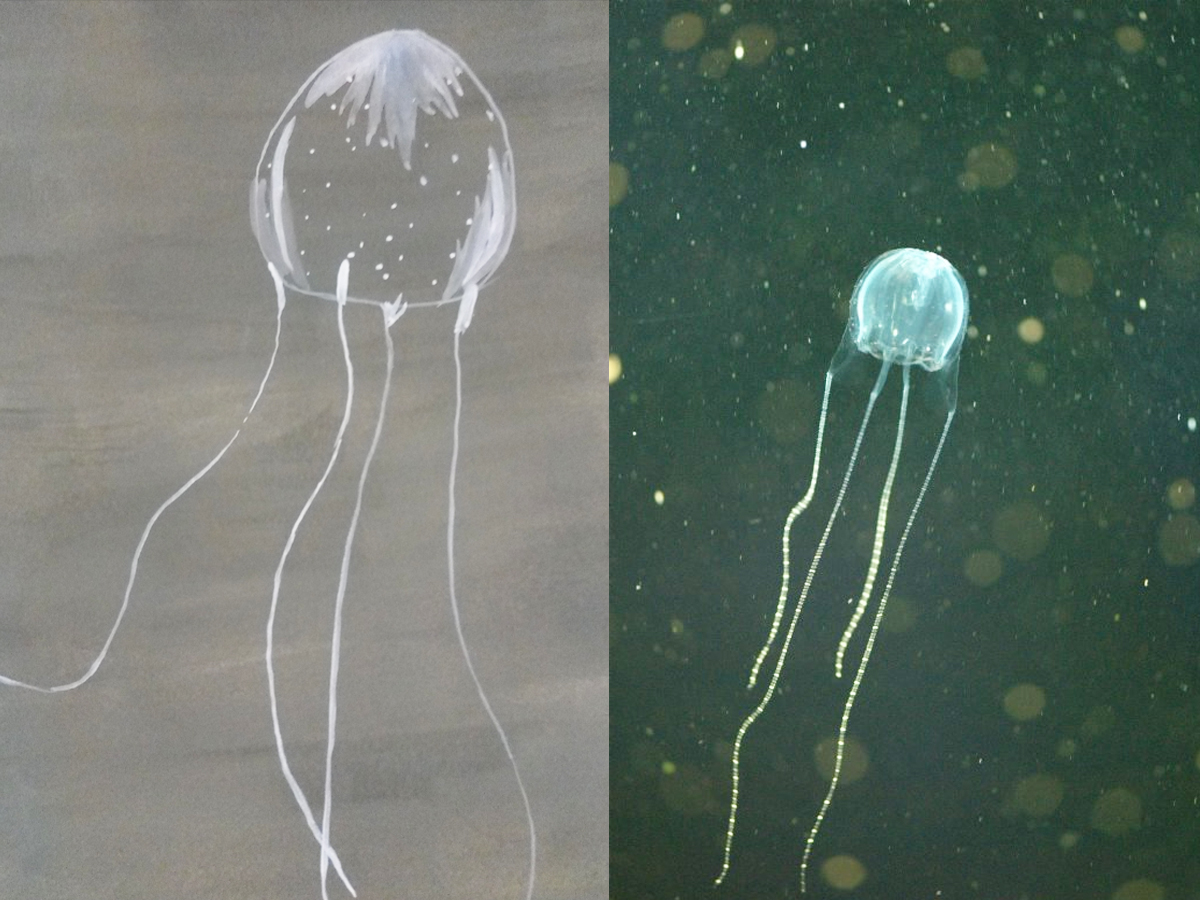 4._20Irukandji_20jellyfish-1.jpg 9