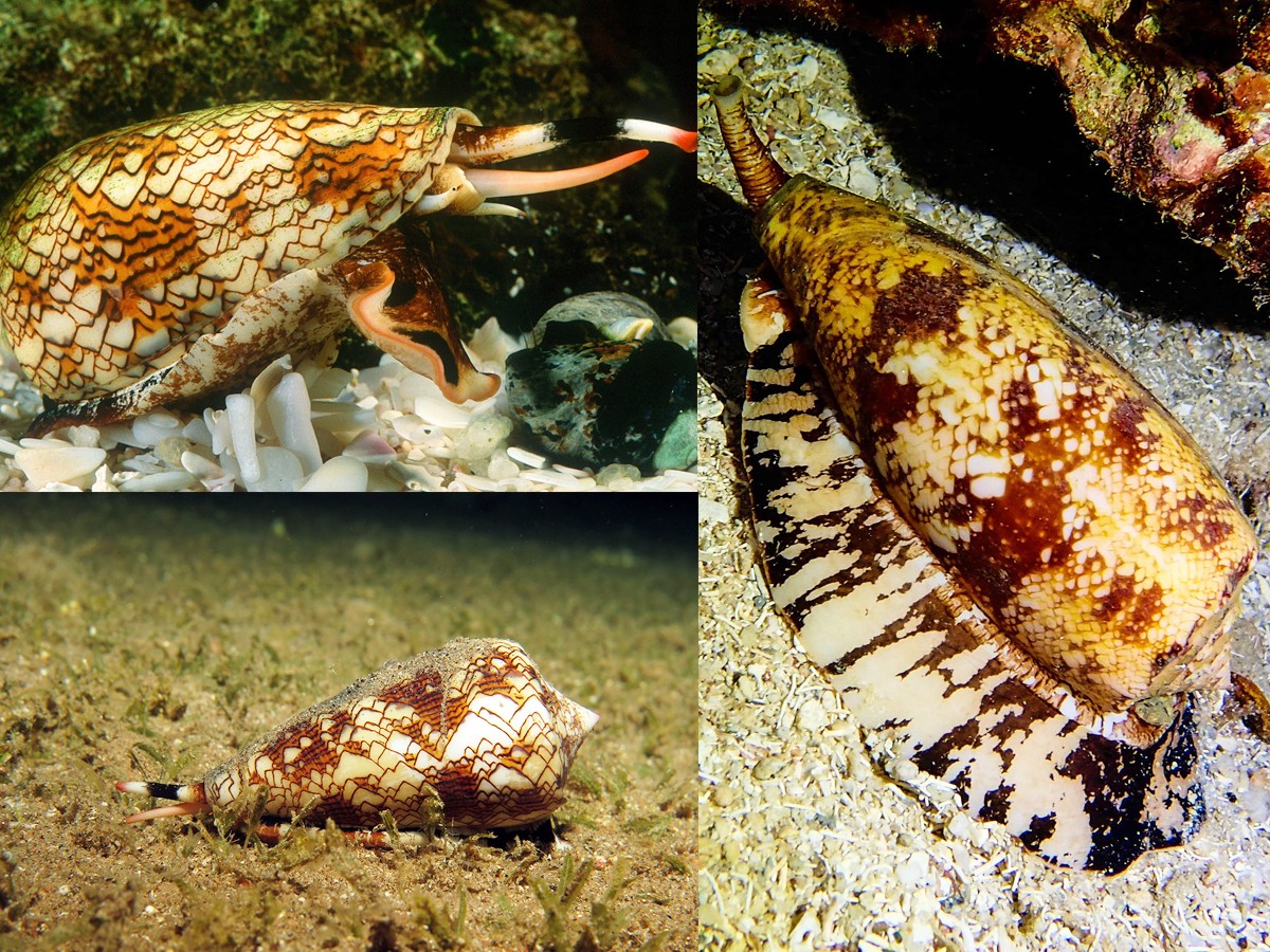 5._20Cone_20snail-1.jpg 11
