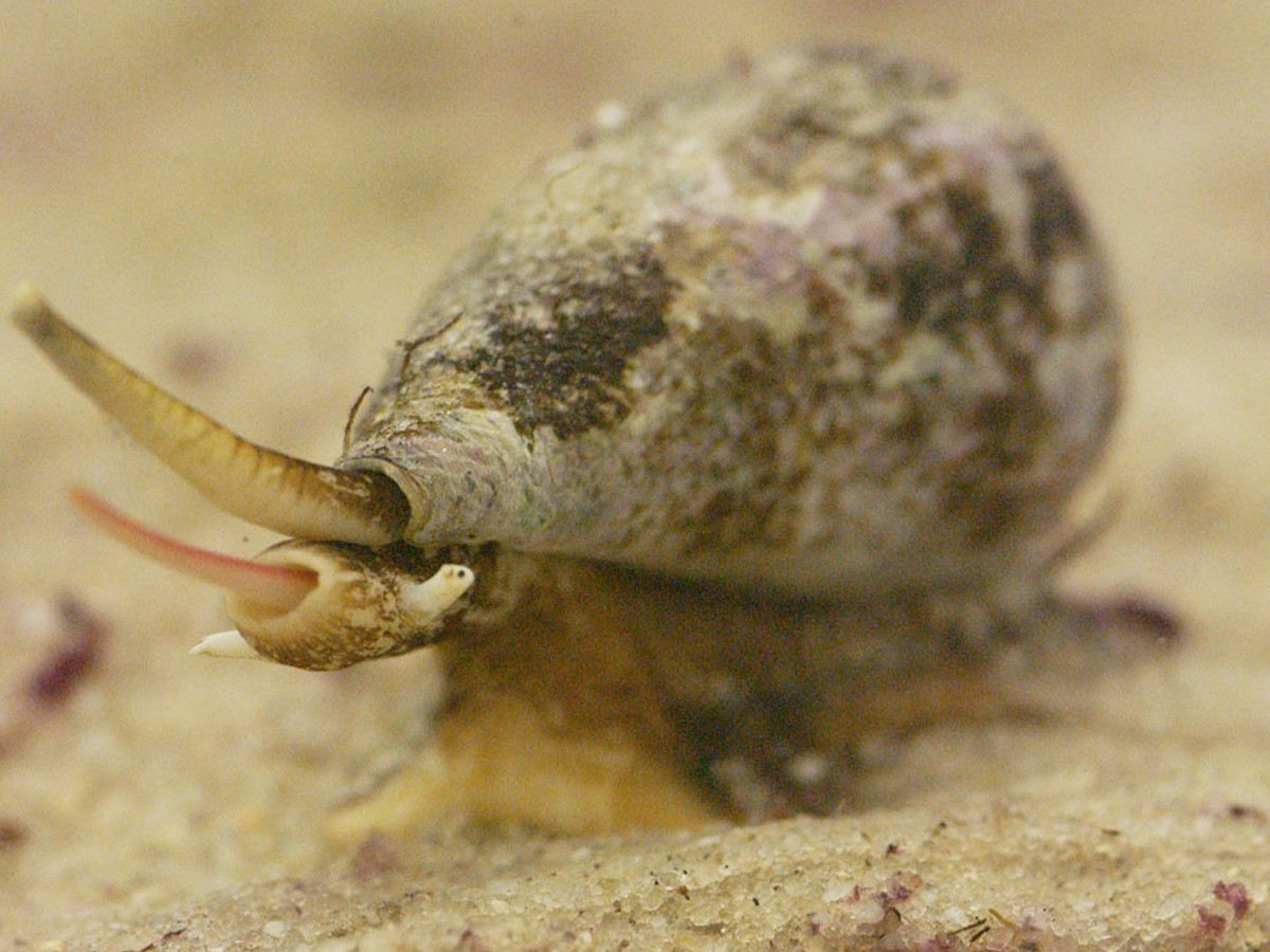 5._20Cone_20snail.jpg 10