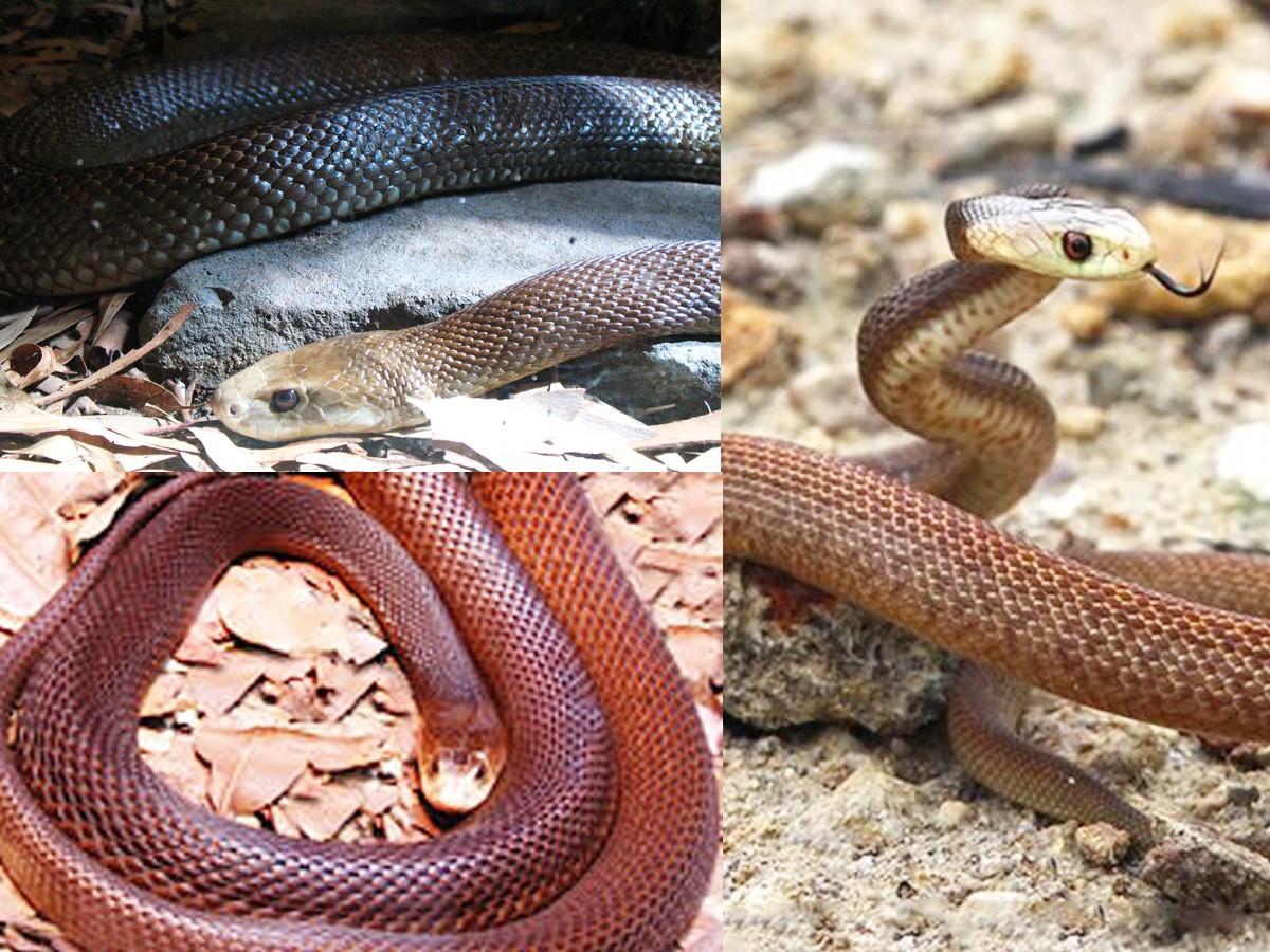 6._20Coastal_20taipan-1.jpg 13